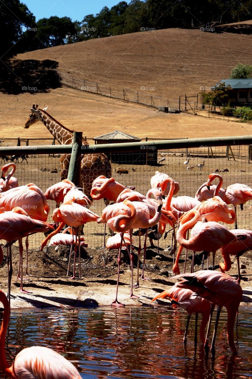 Flamingos and giraffe at Safari West