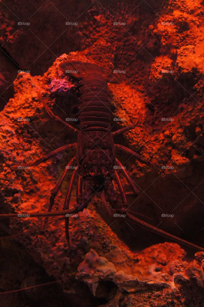 Crayfish