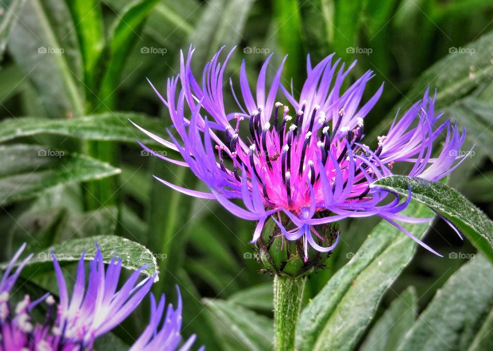 Centaurea my garden