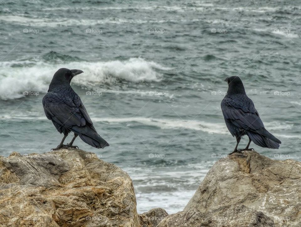 Pair Of Crows