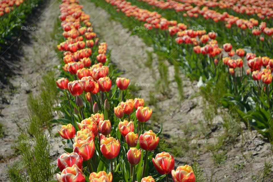 Row of tulips 