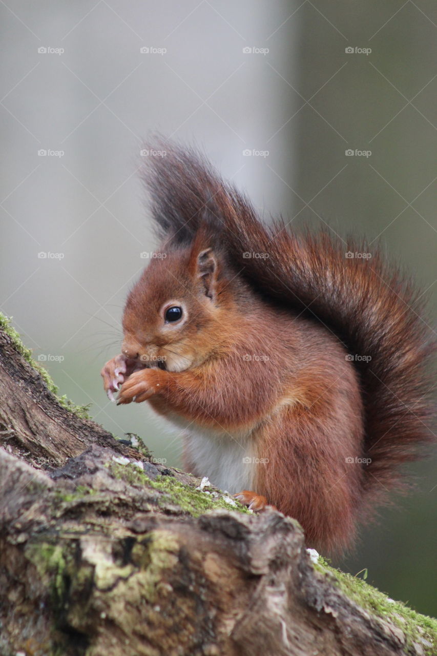 Squirrel vertical capture