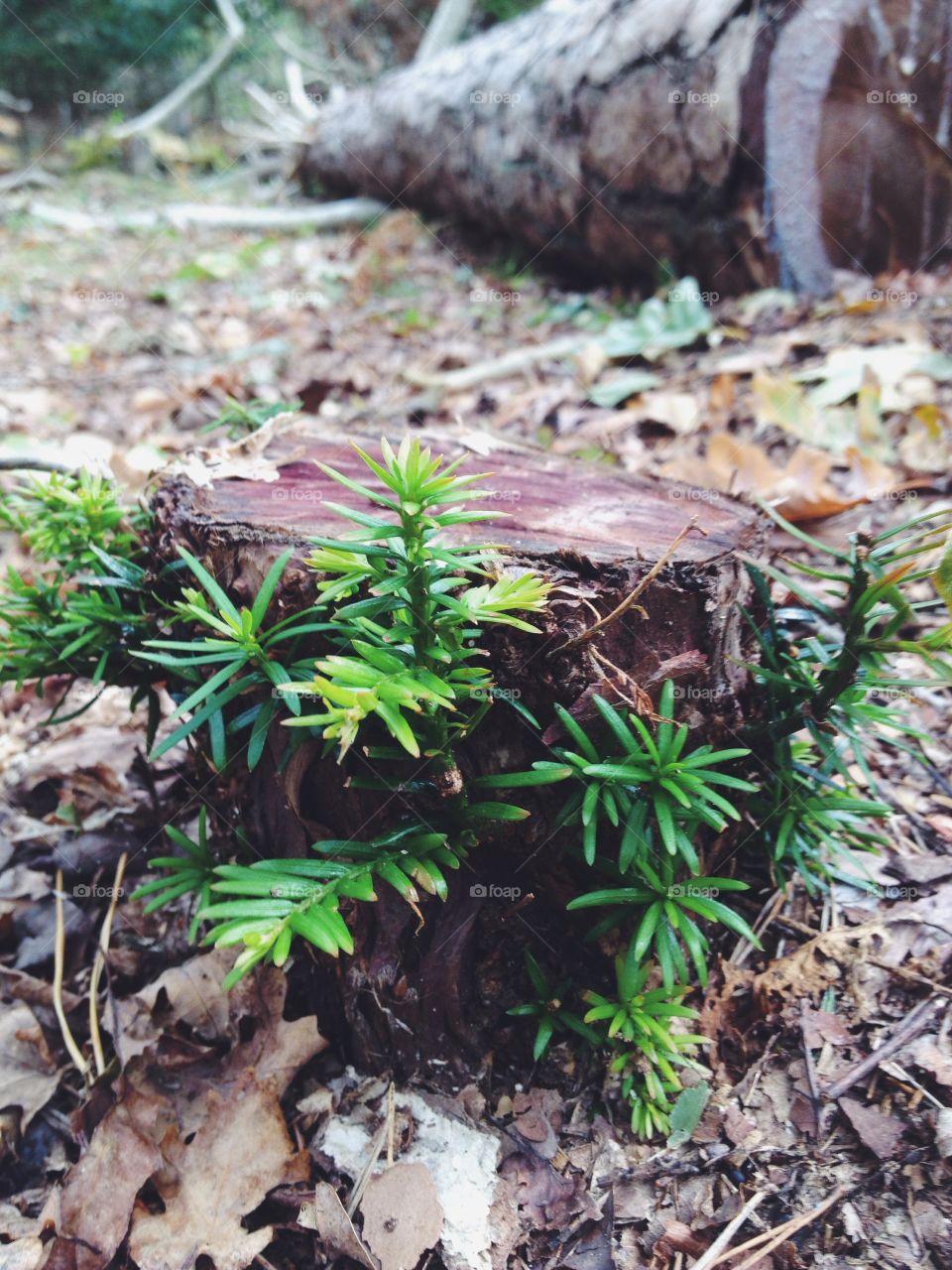 Tree stump with new fresh 