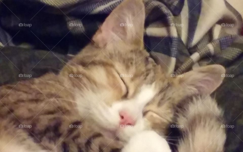 sleepy curled kitty