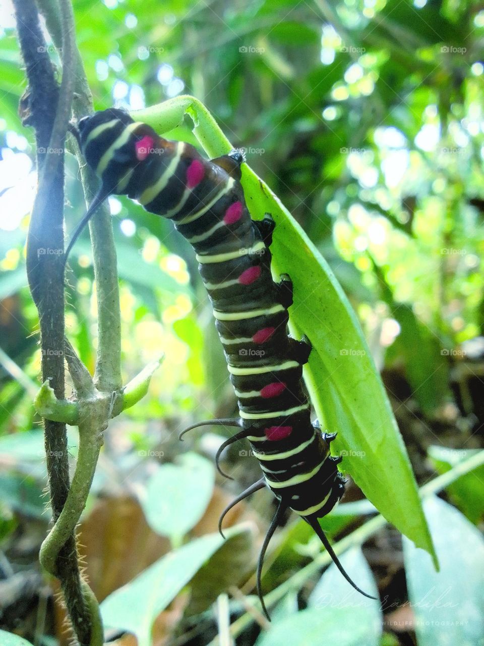Sri lanka natural photography