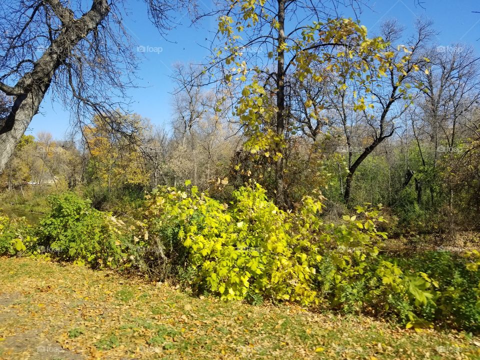 Tree, Nature, Leaf, Landscape, Fall