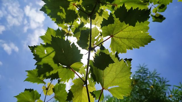 The grapes leaves