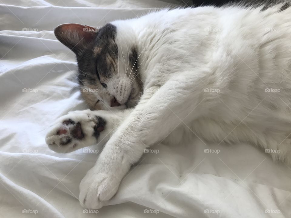 A dilute calico cat having dreams while she sleeps on a white comforter.