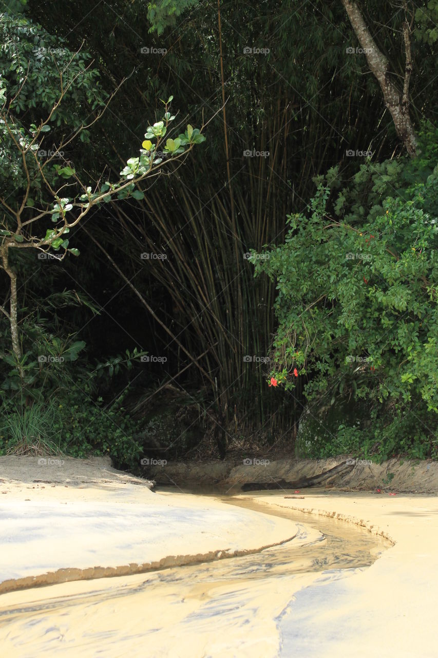 Wood, No Person, Tree, Landscape, Water