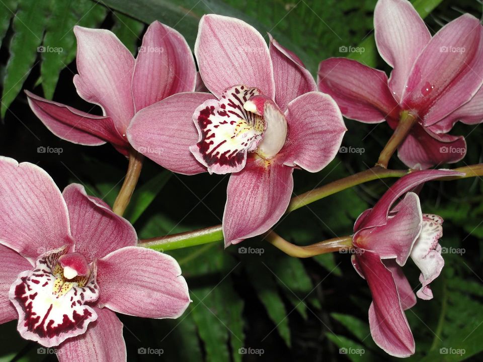 Pink orchid