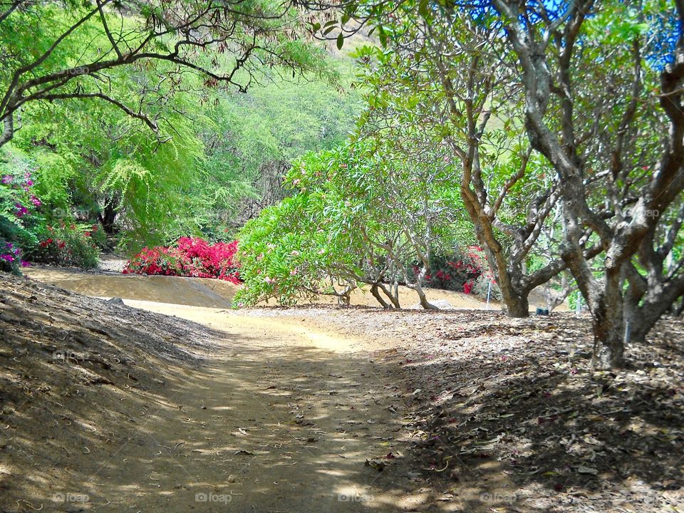 Botanical garden in Hawaii 