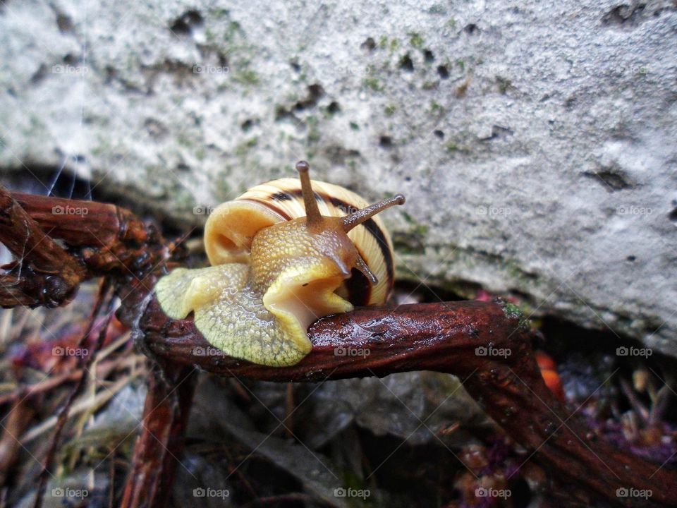 snail