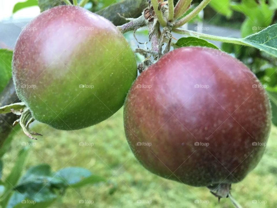 Baby apples on a tree