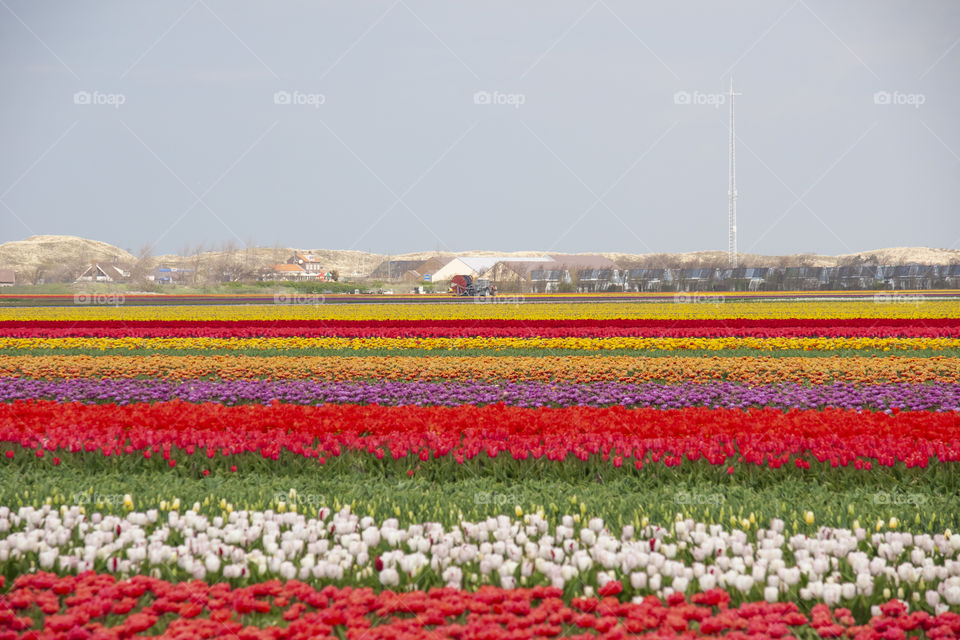 Fields of flowers in the Netherlands