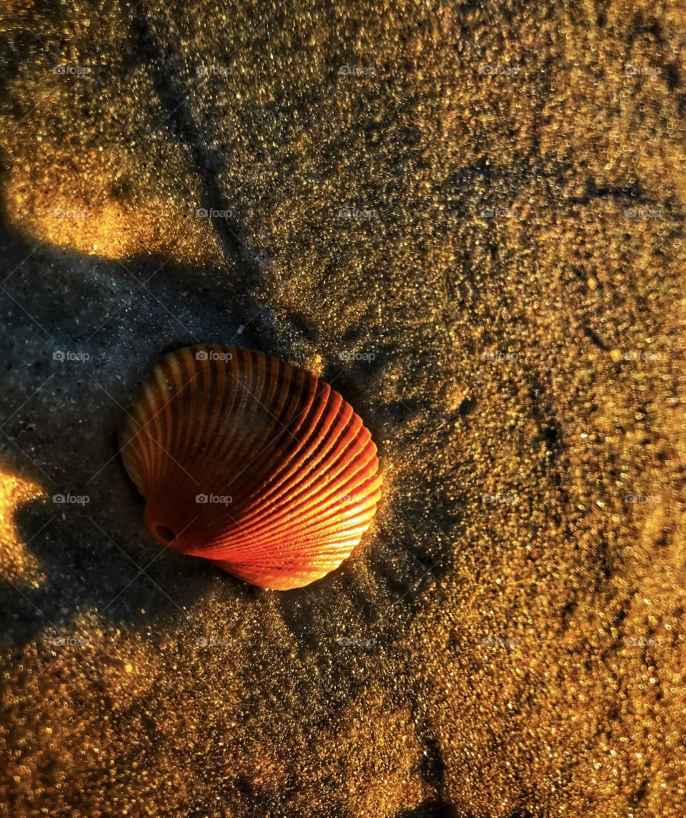 Seashell on the beach—taken in St. Augustine, Florida 