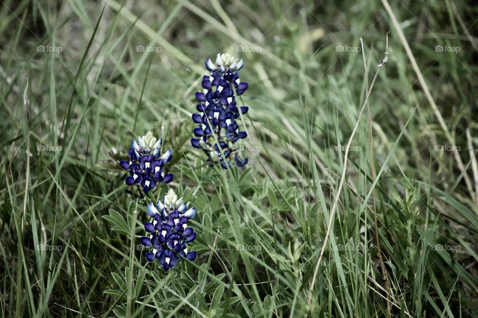 Bluebonnet time in Texas!!!