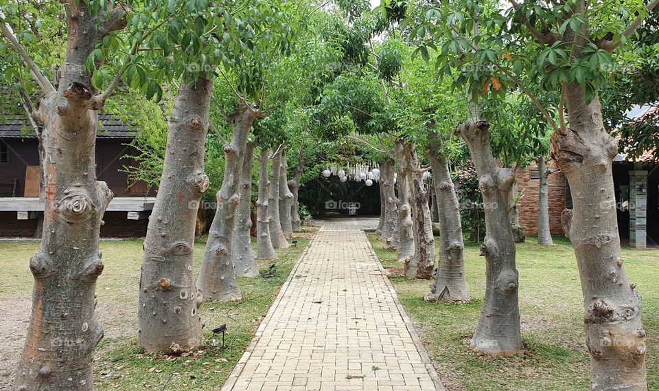 tree hallway