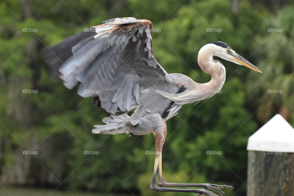 Amazing watching these birds taking off and landing