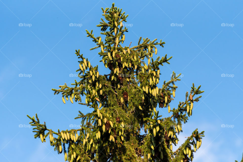 A lot of spruce cones on the top of a tall spruce tree on summer afternoon in Finland.