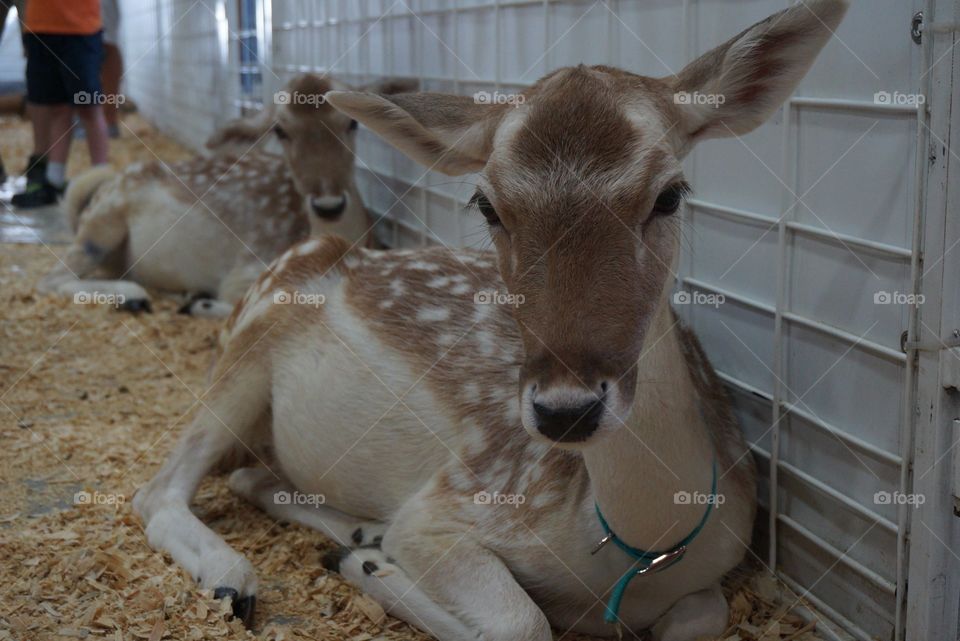 Double vision. Two fawns relaxing and watching photographer.  They must be twins.