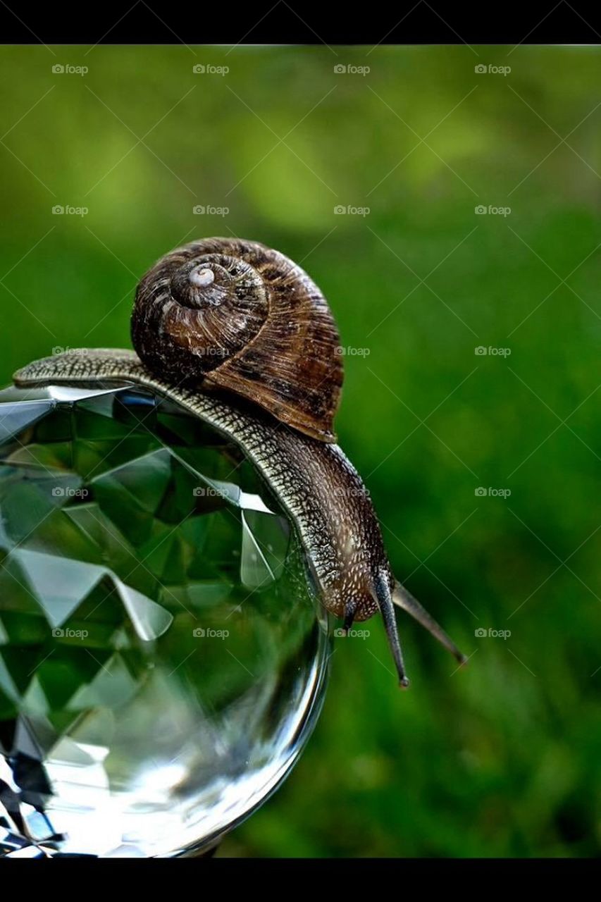 Slippery Snail