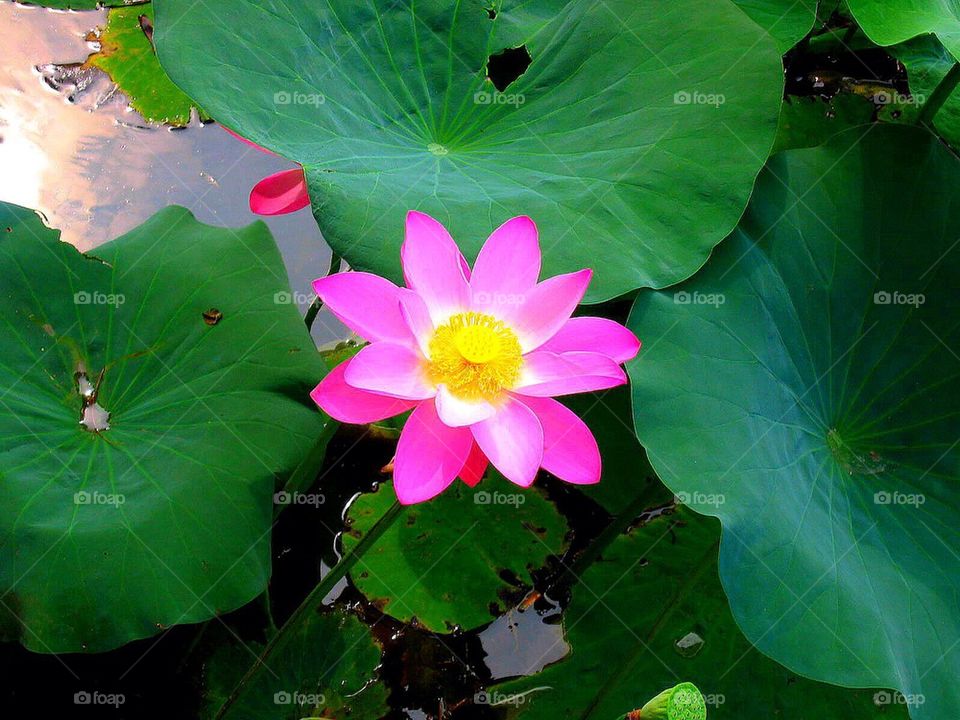 water green contemplation peace by anetteaventyr