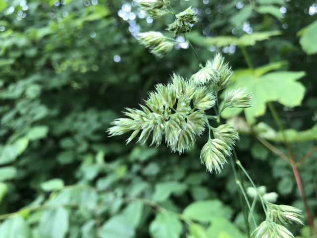 HD Grass CloseUp Shot for Nature Lovers | Green Forest Photo