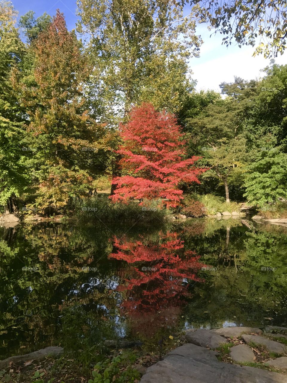 Nature, Tree, Leaf, Landscape, No Person