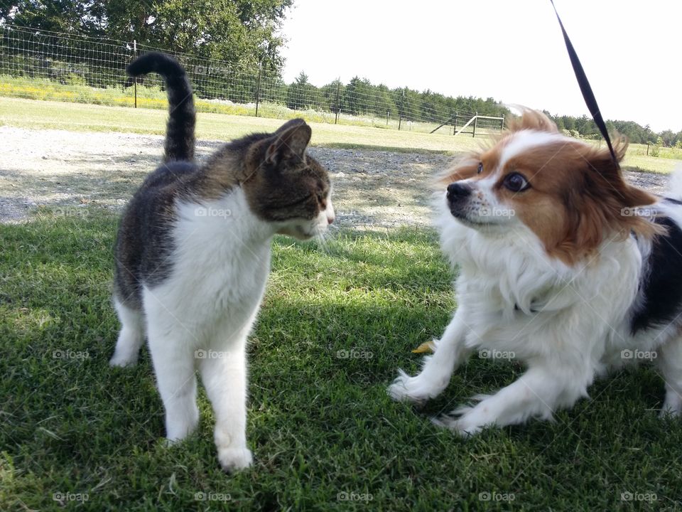 A gray tabby cat and a papillon dog playing outside together