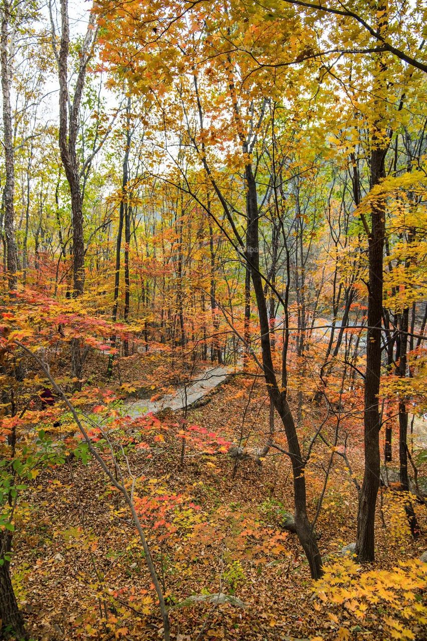 Beautiful forest and river natural landscape