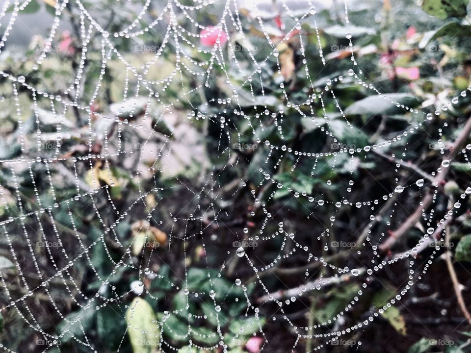 Spider web 