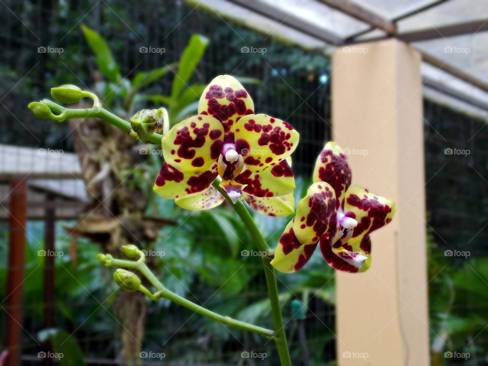 Orchids in the Botanical Garden.