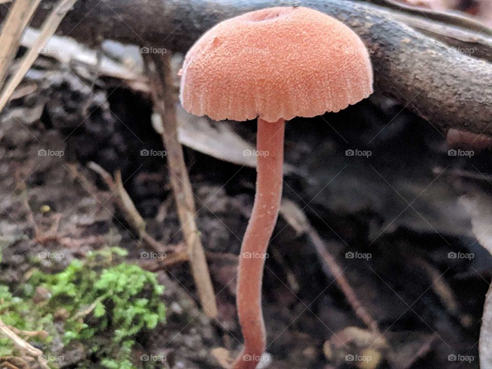 Mushroom