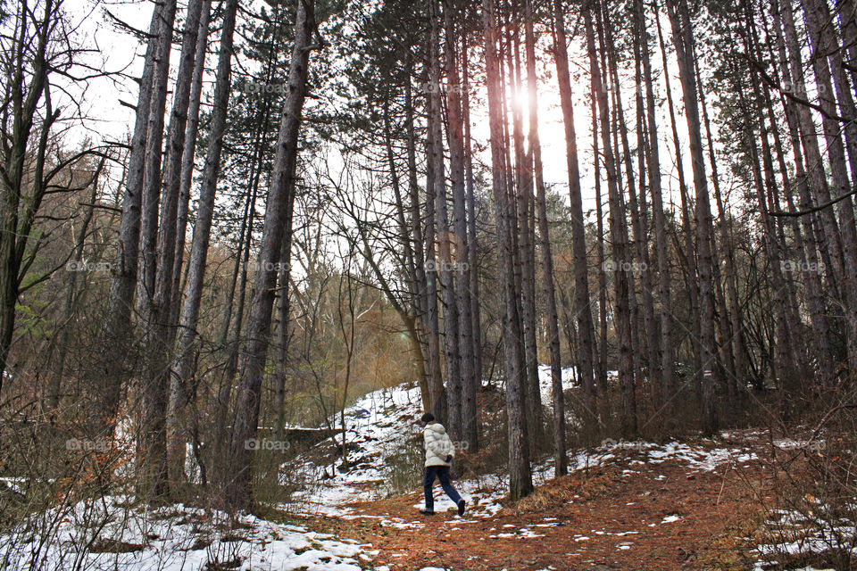 Trees in the forest 3