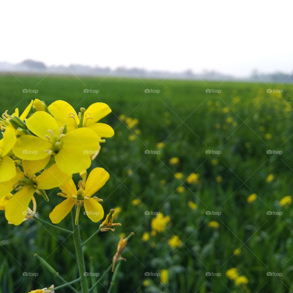 yellow beauty in Greenville farmers field beautiful