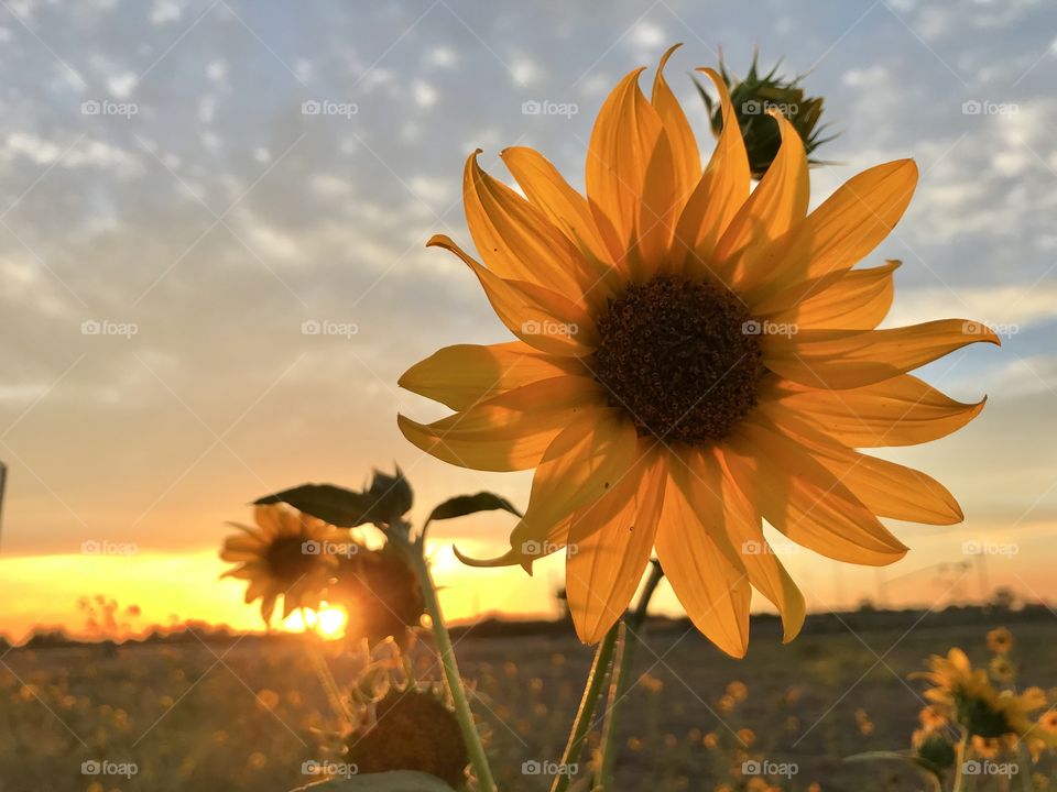 Sunflower & sunset