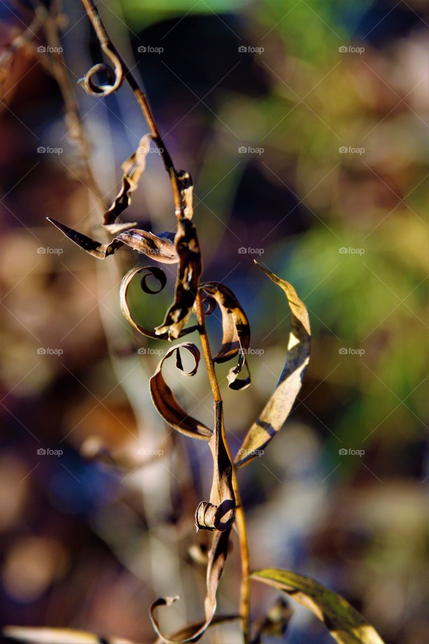 dried aitumn leaves in the morning sun.