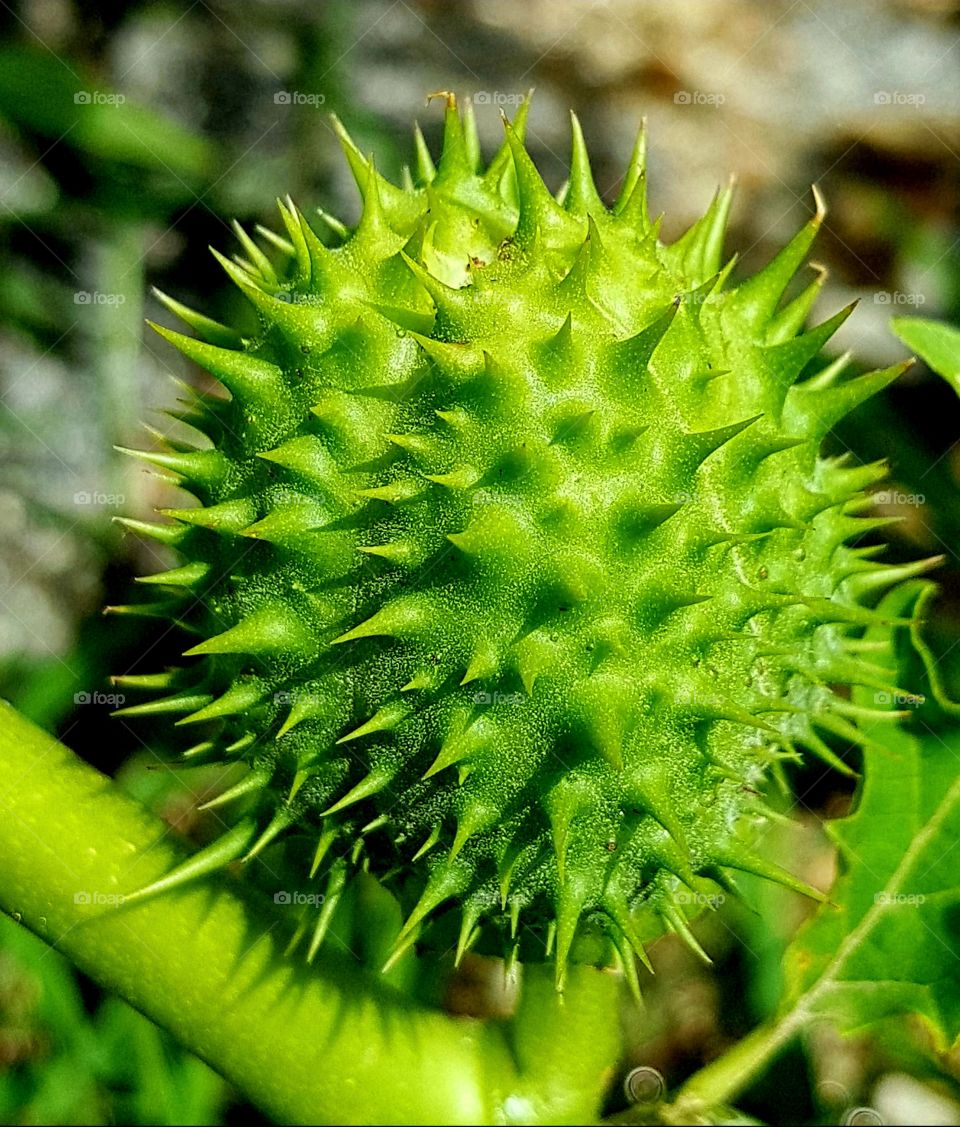 The poisonous datura plant as seen in Thimphu, Bhutan. some call this plant as devils trumpet also.