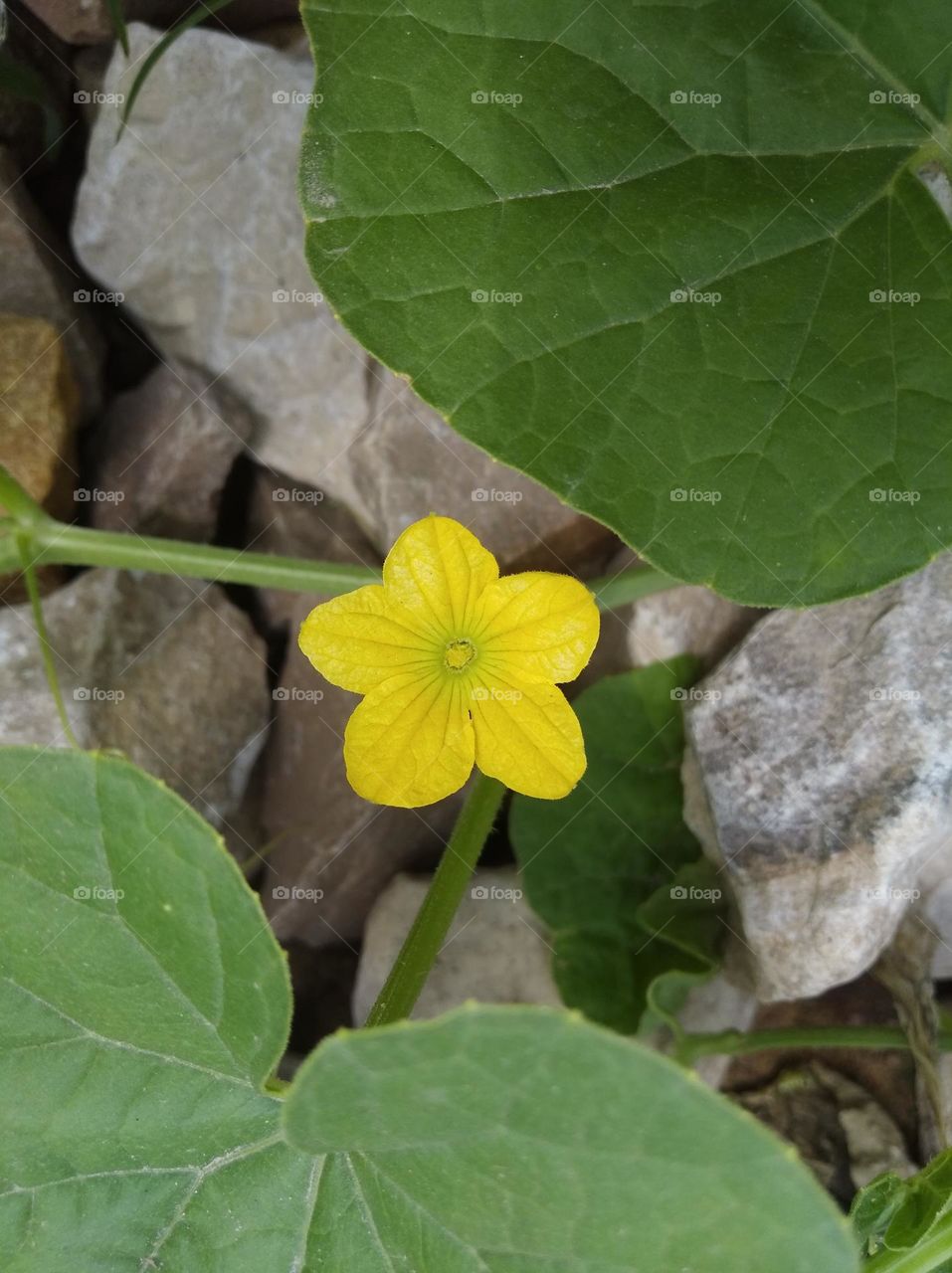 yellow flower seasonal fresh shurb small size looks very beautiful generally found everywhere