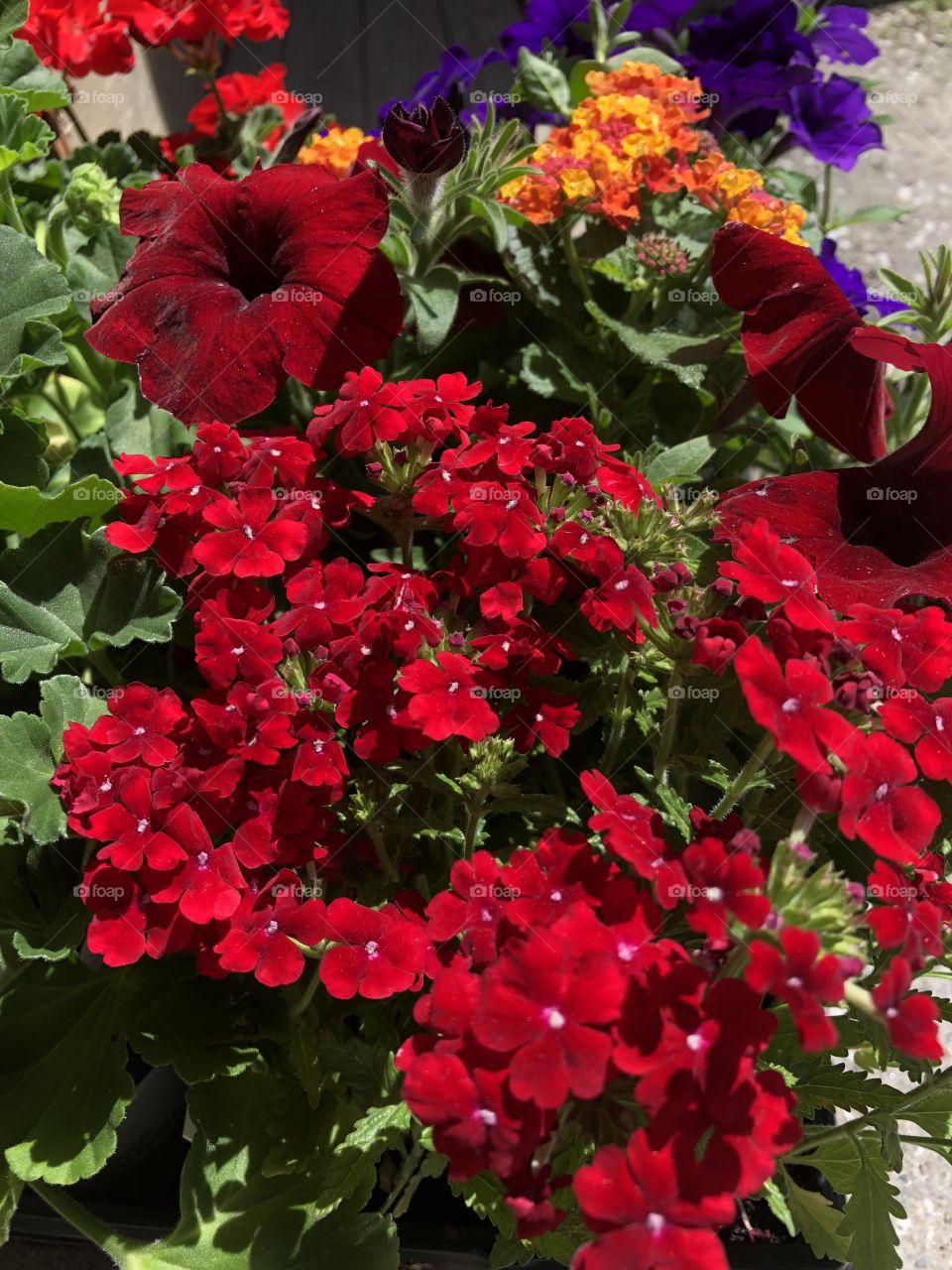 Vibrant, bright blossoms 