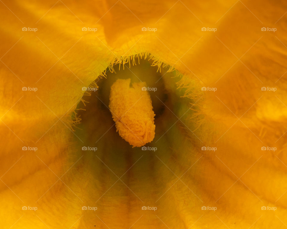 The center stamen contains the pollen. Do not pick and use it, until the pollen is mature. Pollen is mature, if it readily comes off the stamen and onto your finger. There are usually several male flowers for every female flower.