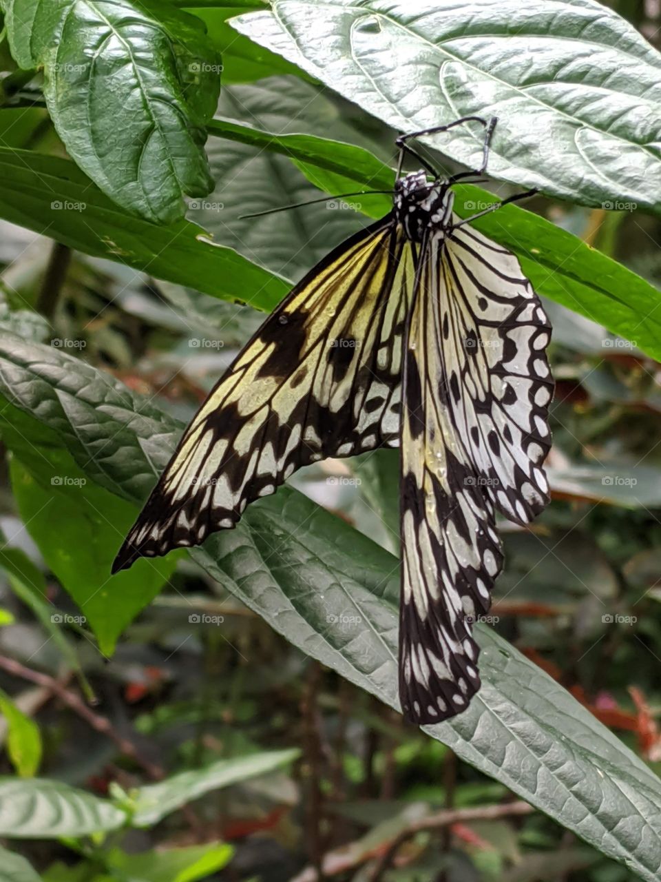 yellow and black butterfly drying it's wings while hanging onto a leaf