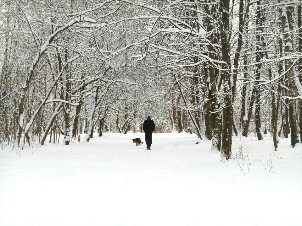 Snow, Winter, Cold, Wood, Frost