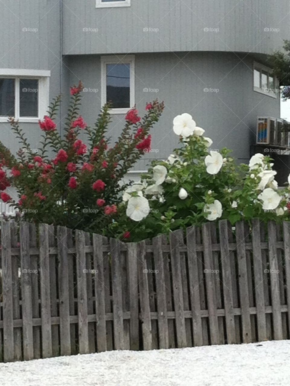 Beach house flowers fence