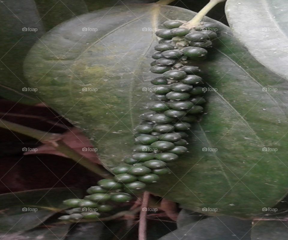 Green pepper becomes black pepper spice eat healthy be healthy and fit