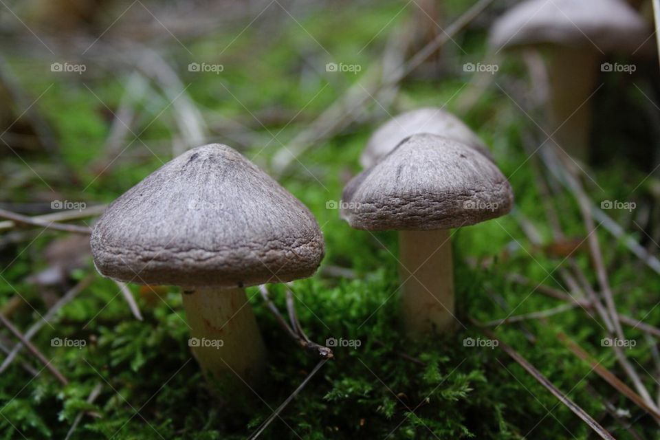 Toadstools 