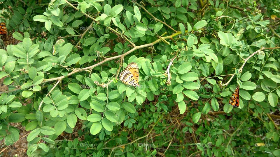 Butterfly searching for honey
