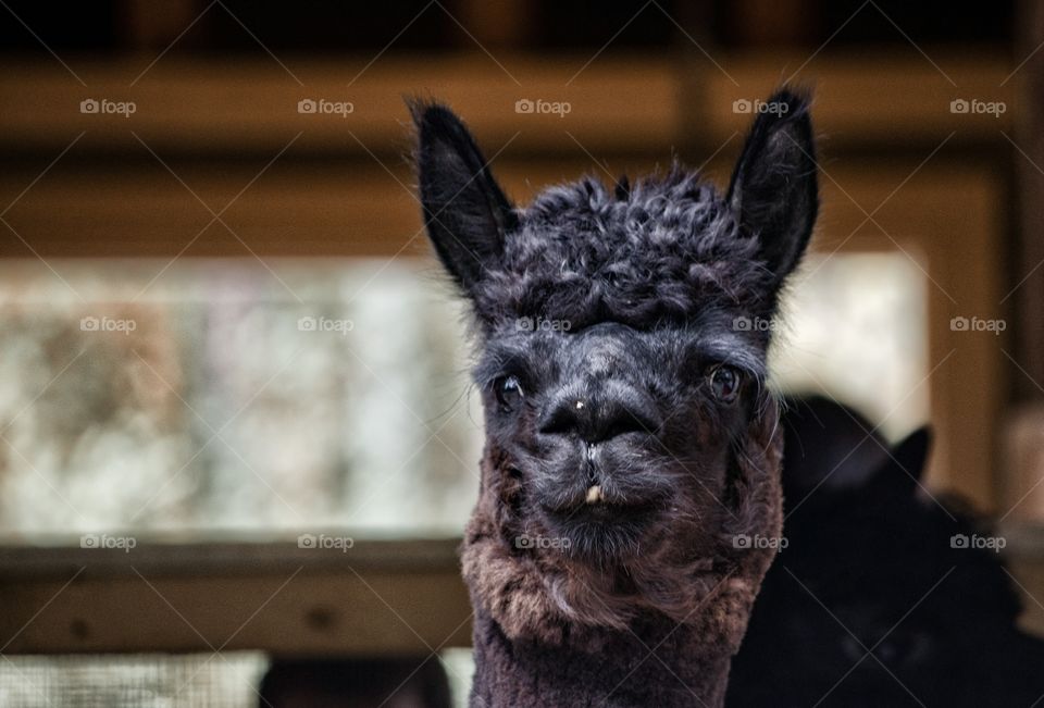 friendly alpaca