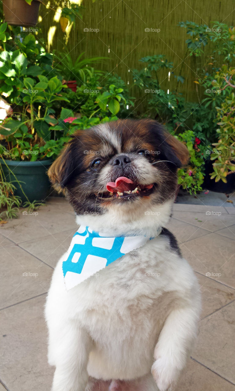 Pekingese dog smiling waiting for treat