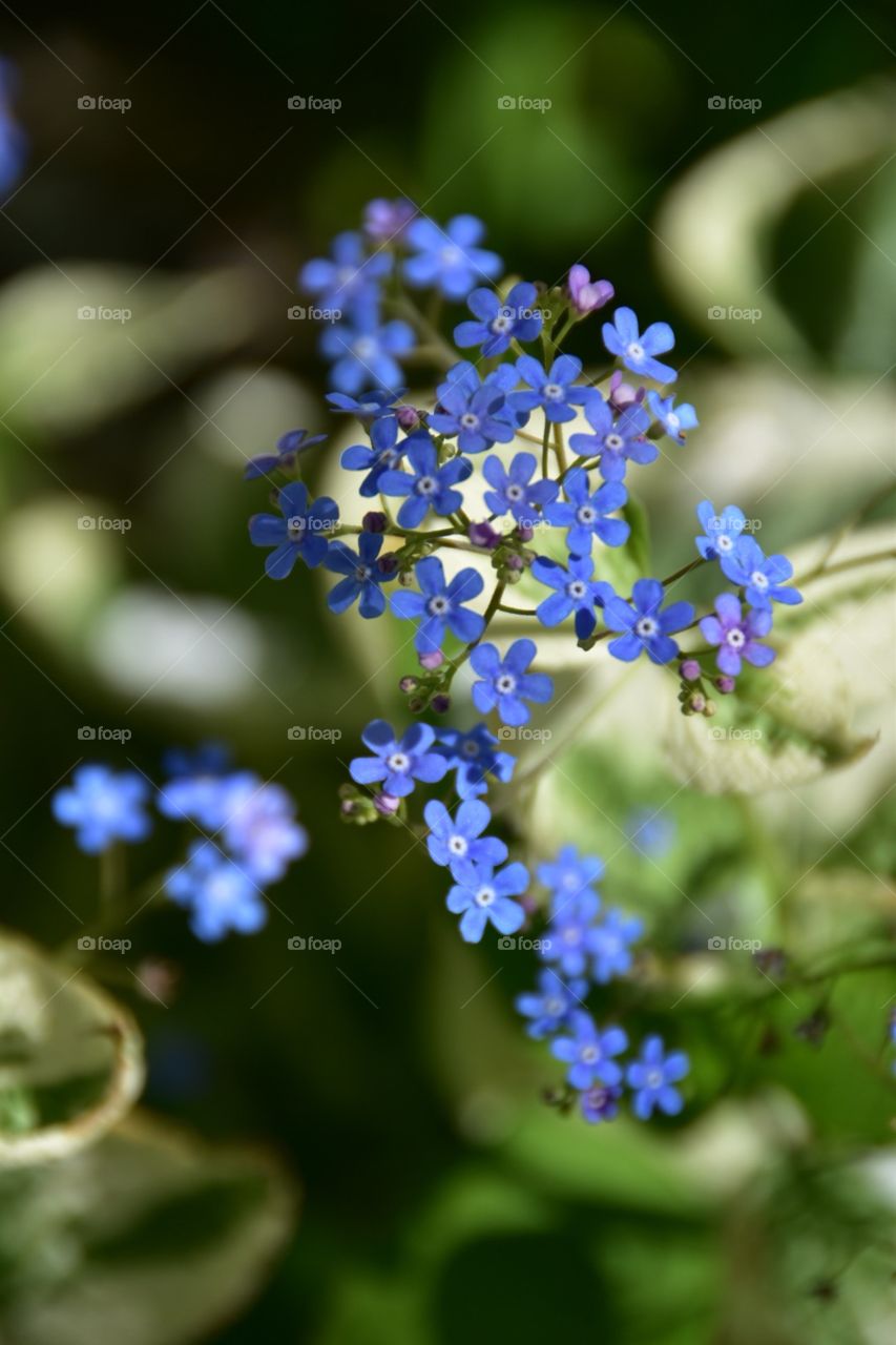 Forget Me not